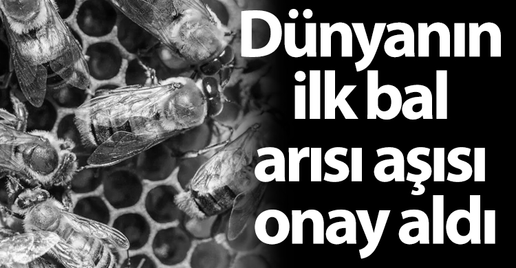 ozgur_gazete_kibris_dunyanin_ilk_bal_arisi_asisi_onay_aldi